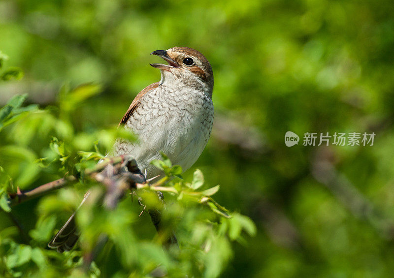 正在鸣叫的雌红背伯劳(Lanius collurio)